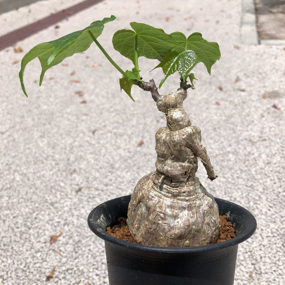 ●現地球大株希少Firmiana colorataファルミアナコロラータ △現地球大株 希少Firmiana colorataファルミアナコロラータ100