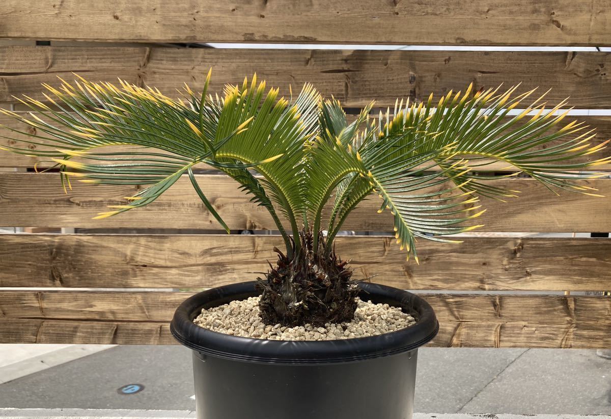 金環ソテツ 約60cm ソテツ：金環ソテツ 6号鉢植え の通販 | 園芸ネット