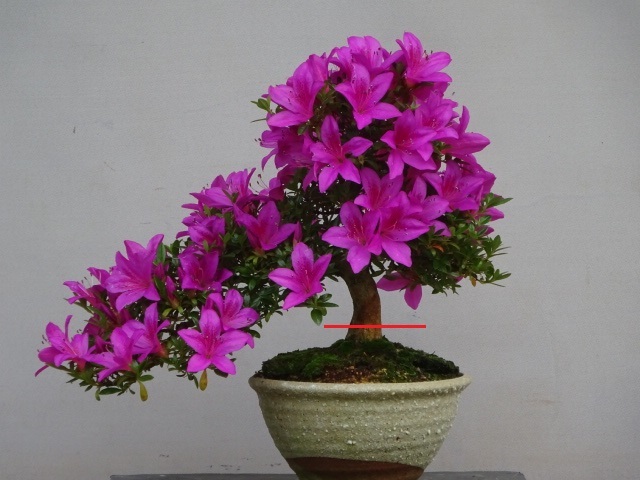 盆栽　皐月(紫水晶)　樹高46cm 趣味のさつき】 花のきれいな半懸崖樹形「上総紫」樹高27㎝ 幹回り8