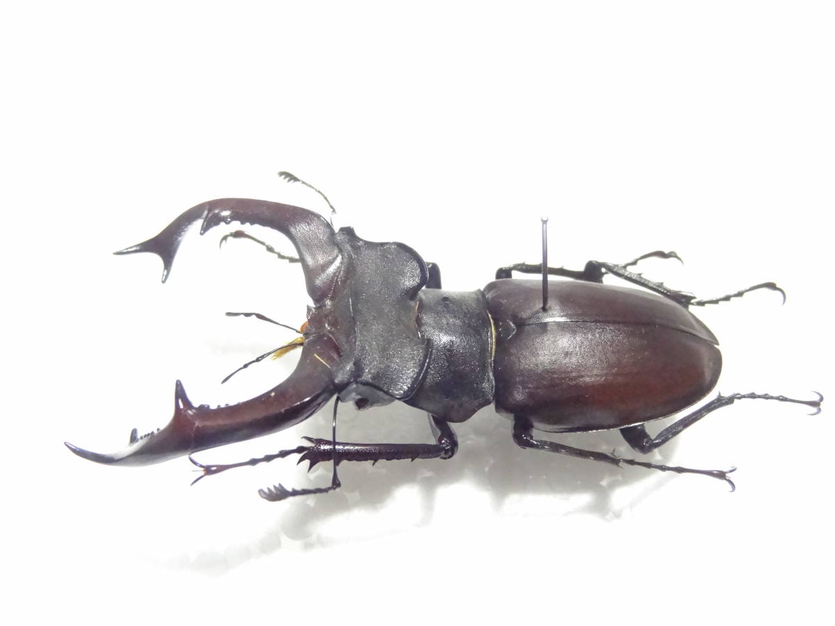 1円スタート] ヨーロッパミヤマ・クワガタ 昆虫 標本 ミヤマクワガタの