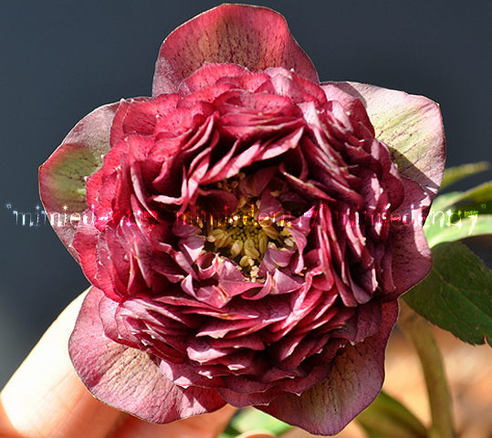 新品 671 超絶多弁咲き レッドパープル クレオパトラ交配 超多弁咲きゴールド 5粒 クリスマスローズ 種 の落札情報詳細 ヤフオク落札価格情報 オークフリー スマートフォン版