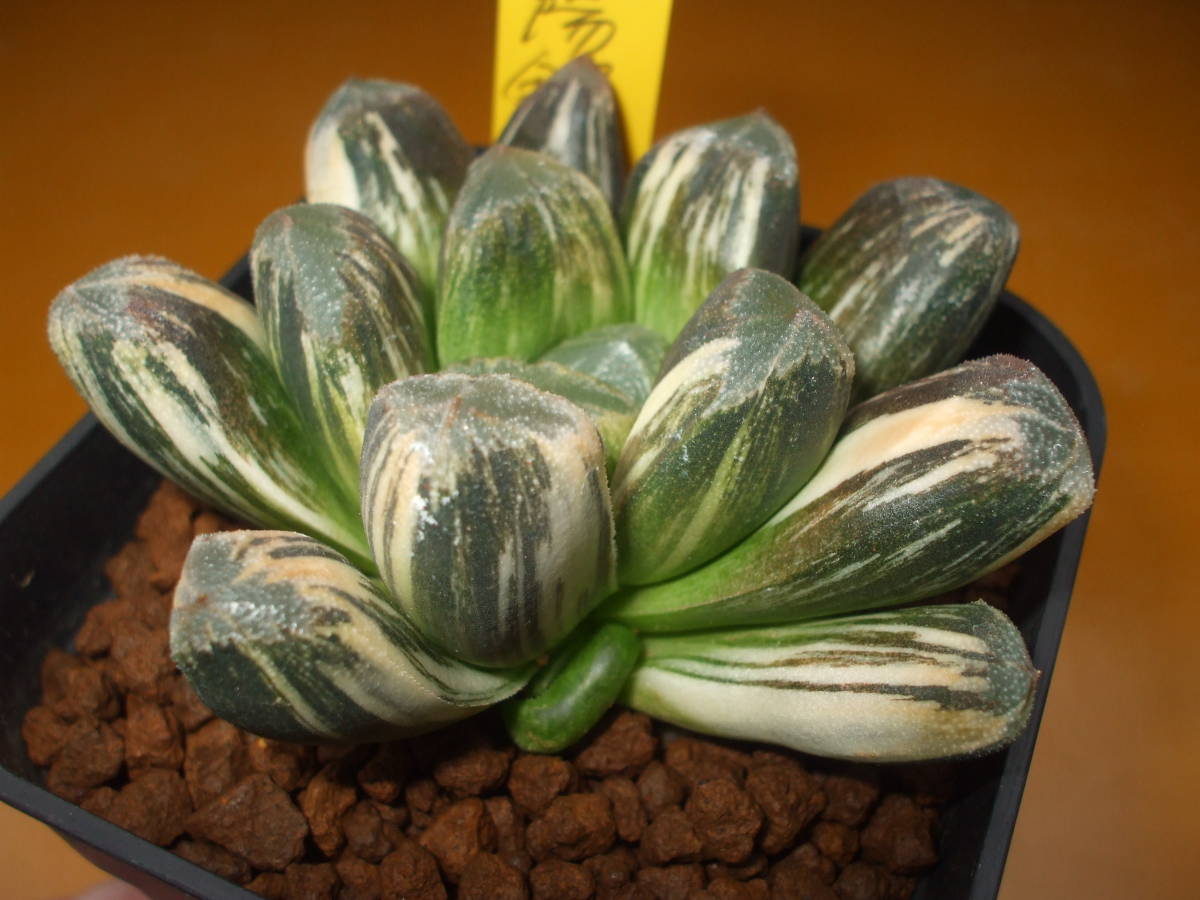ハオルチア　黒陽錦 新品】多肉植物 ハオルチア 黒陽錦の落札情報詳細 - Yahoo