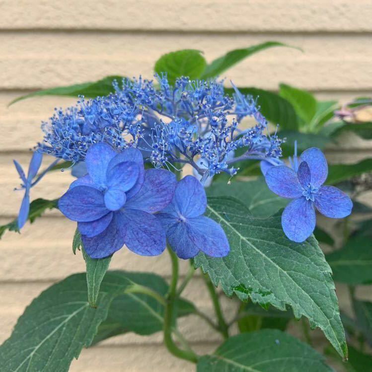 充実株です 山アジサイ 海峡 カイキョウ 紫陽花 挿し木苗 の落札情報詳細 ヤフオク落札価格情報 オークフリー スマートフォン版