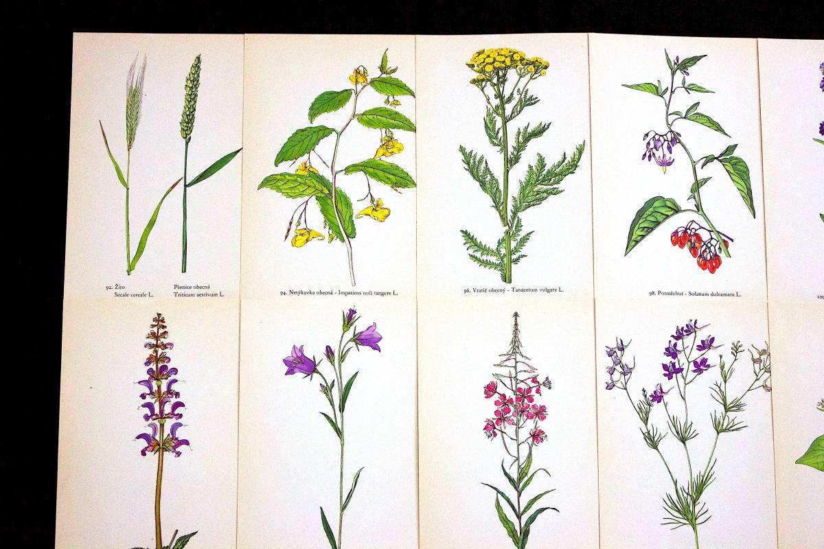 1941年 チェコの古いボタニカルアート16枚セット 両面イラスト アンティーク ヴィンテージ 植物図鑑 植物画 花 紙モノ 蚤の市 雰囲気 の落札情報詳細 ヤフオク落札価格情報 オークフリー スマートフォン版