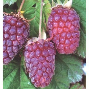 ローガンベリー苗 ラズベリー ブラックベリー ローガンベリーリサ R ワイマテ 1 送料無料 の落札情報詳細 ヤフオク落札価格情報 オークフリー スマートフォン版