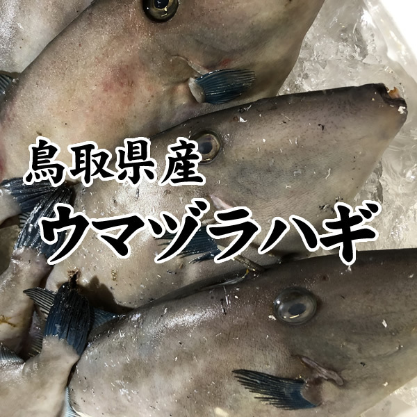 新品 山陰沖産 ウマヅラハギ 13匹入り 1匹150 2g程度 年7月水揚げ トロ箱冷凍 1箱で出荷スズキ系フグ目カワハギ科うまづらはぎ属 の落札情報詳細 ヤフオク落札価格情報 オークフリー スマートフォン版