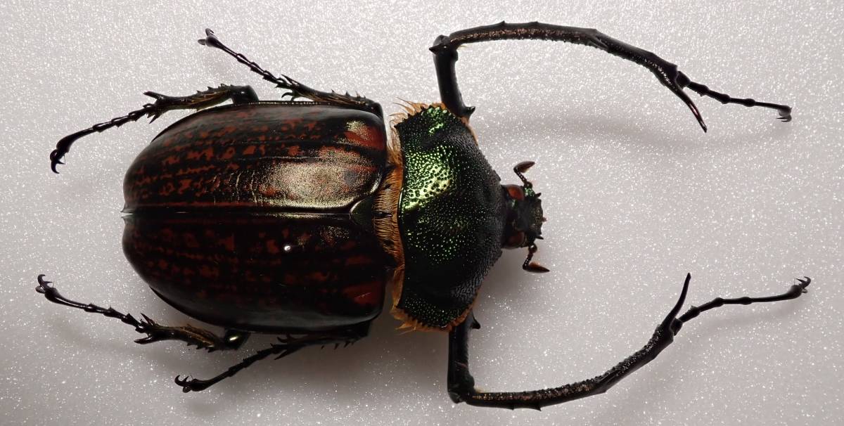 エクアドル産 ラティペニステナガスジコガネ　38mm エクアドル産 ラティペニステナガスジコガネ 38mm 【公式通販】