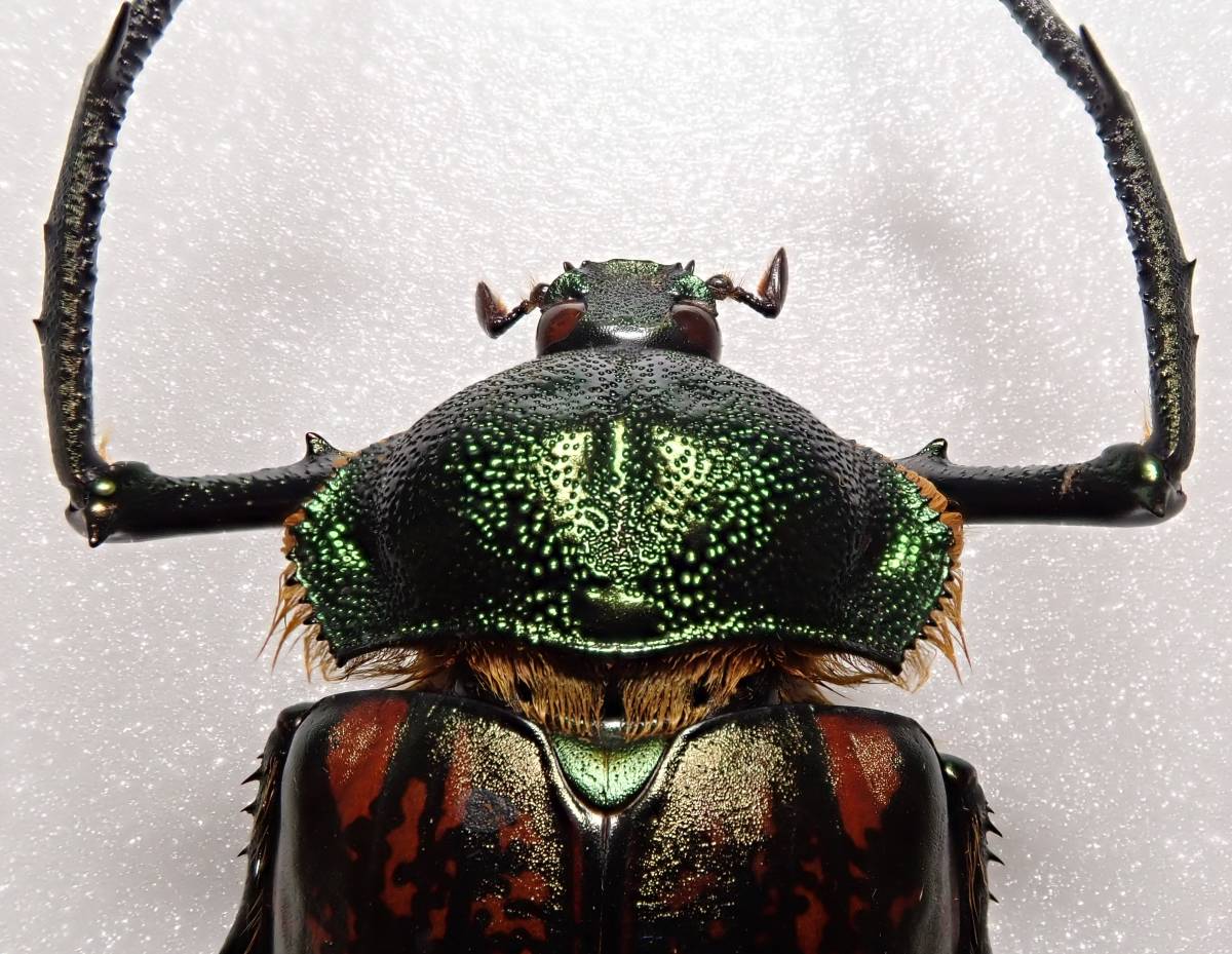 外国産ケブカコガネ　昆虫標本　虫 外国産ケブカコガネ昆虫標本虫