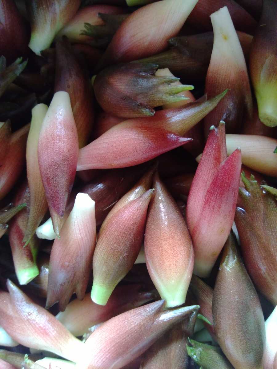 刻印可 中止 無農薬栽培ミョウガ 茗荷 レア商品 その他 Rspg Spectrum Eu 刻印可 中止 無農薬栽培ミョウガ 茗荷 レア商品 その他 Rspg Spectrum Eu