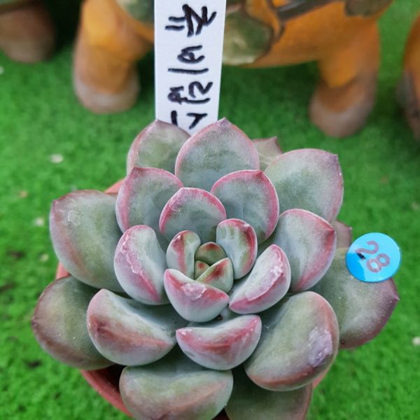 植物】☆エケベリア チュビリップス j0830-028 (農園プラティナ)(同梱