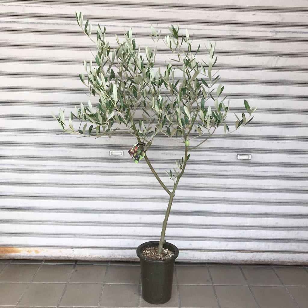 現品 背高い Y字 オリーブの木 ミッション Souju 6号 11 03 の落札情報詳細 ヤフオク落札価格情報 オークフリー スマートフォン版