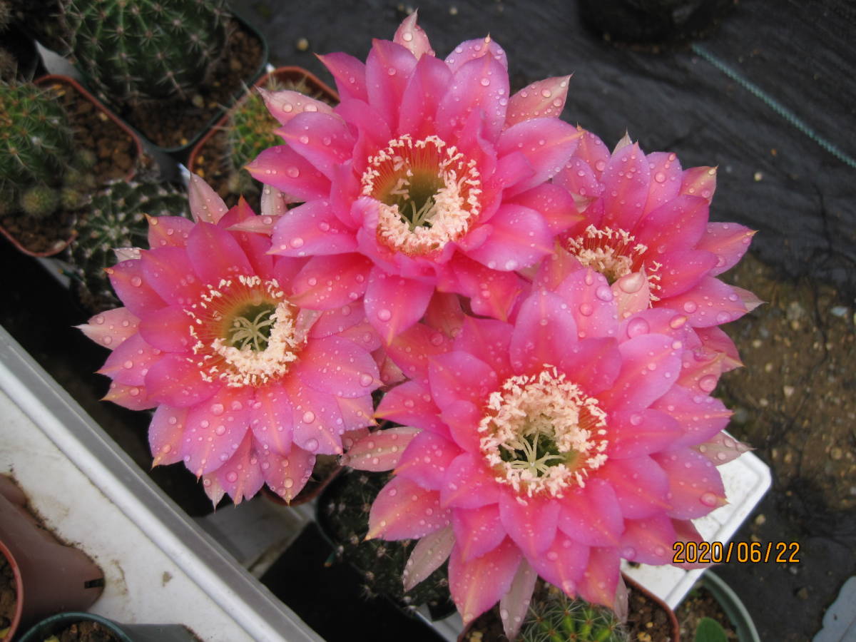 花サボテン 確認用 ご確認用 花サボテン3種 可憐に冬の庭