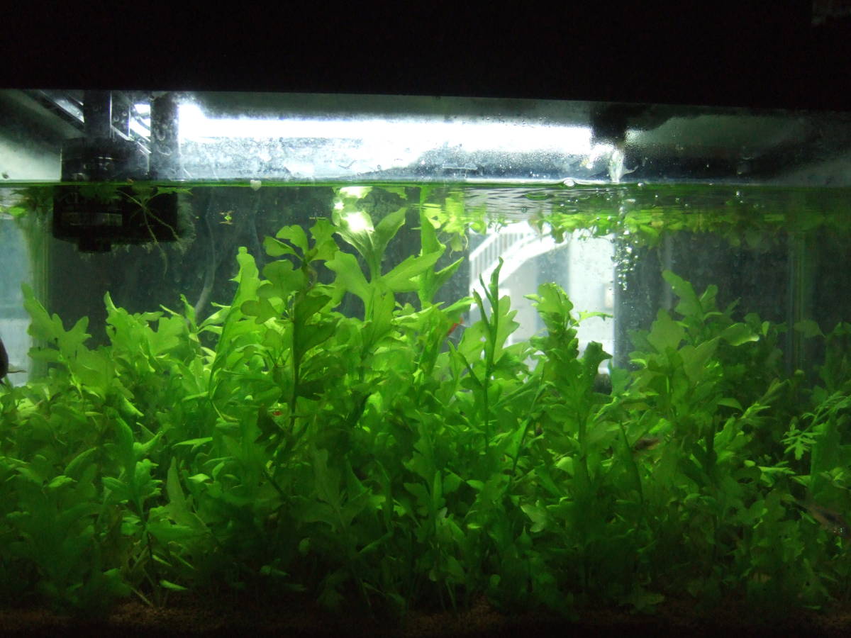新品 グッピーとの相性 １ ウォータースプライト 完全水中葉 特大株２株 小株数株 の落札情報詳細 ヤフオク落札価格情報 オークフリー スマートフォン版