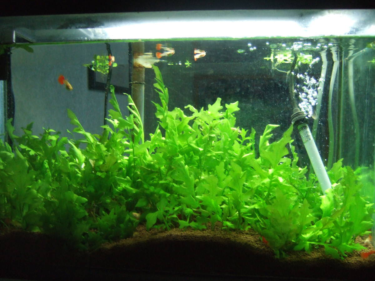 新品 グッピーとの相性 １ ウォータースプライト 完全水中葉 特大株２株 小株数株 の落札情報詳細 ヤフオク落札価格情報 オークフリー スマートフォン版