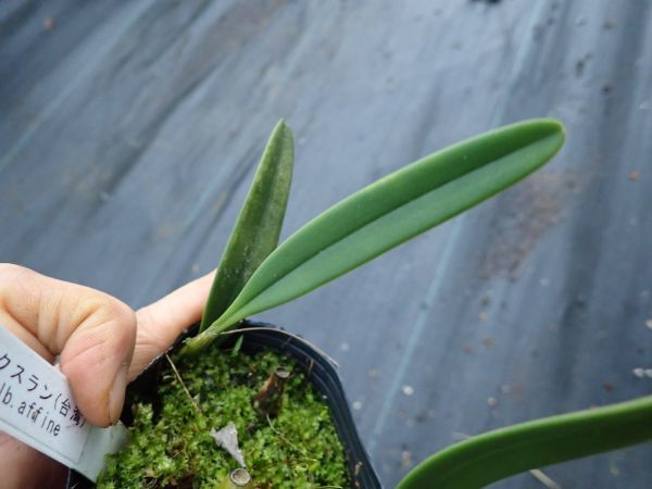 バルボフィラム・アフィネ　クスクスラン