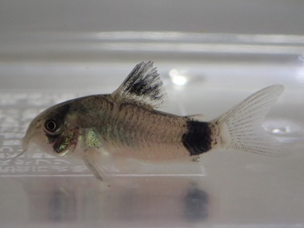 人気を誇る ２から３cm Cory パンダ ３０匹 Sm Msサイズ ８０サイズ関東送料８７３円 即決 生体 淡水 熱帯魚 コリドラス Labelians Fr