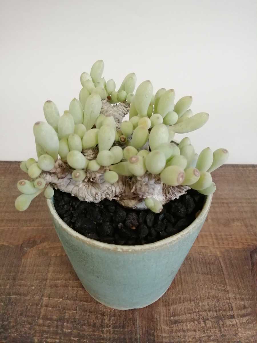 Othonna clavifolia オトンナ クラビフォリア 現地球 発根済