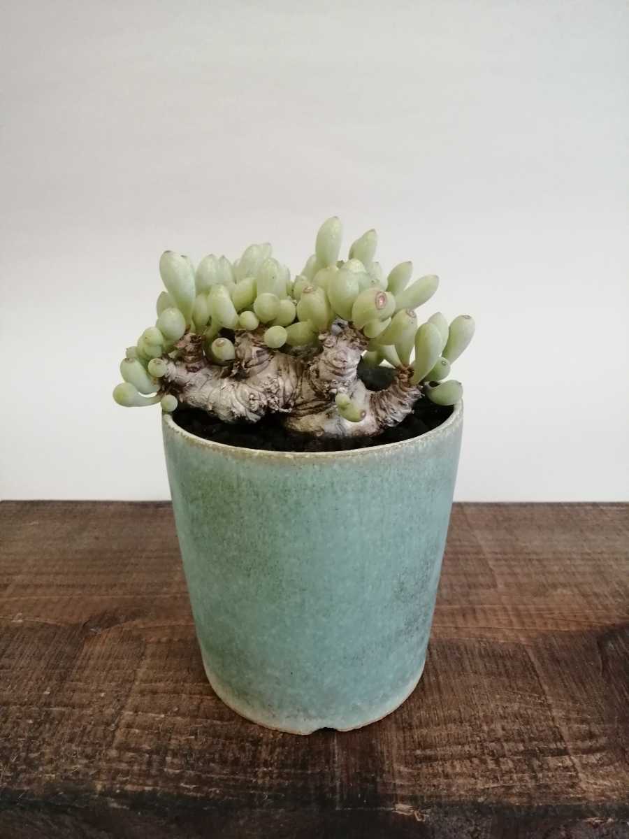 Othonna clavifolia オトンナ クラビフォリア 現地球 発根済