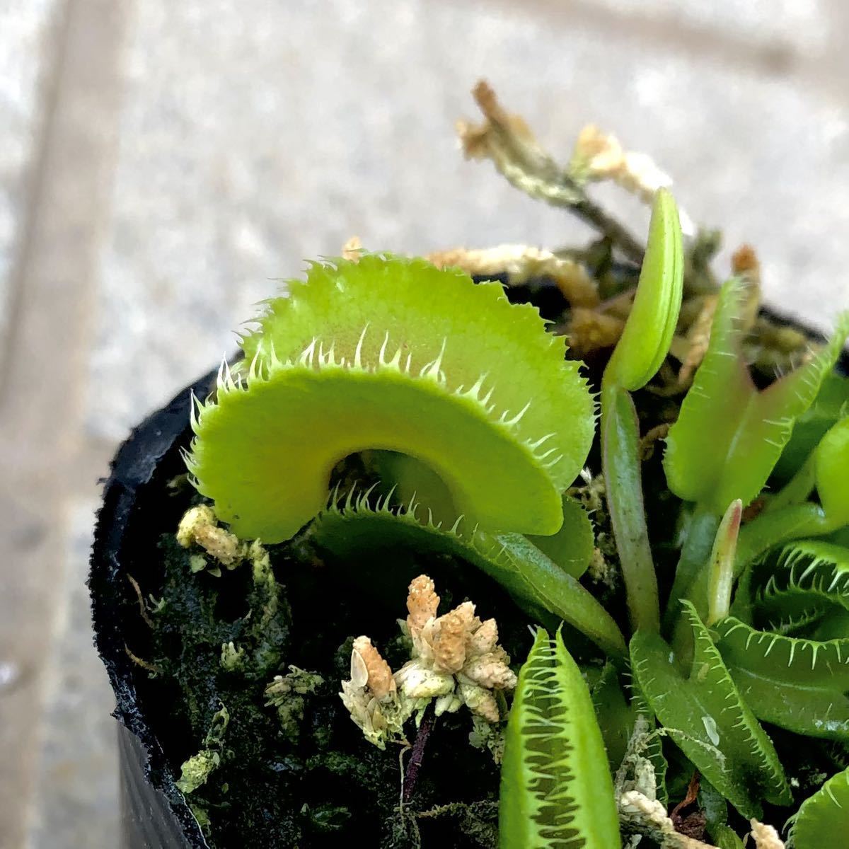 ハエトリソウ Kim Jong-un キム・ジョンウン /// Dionaea 食虫植物
