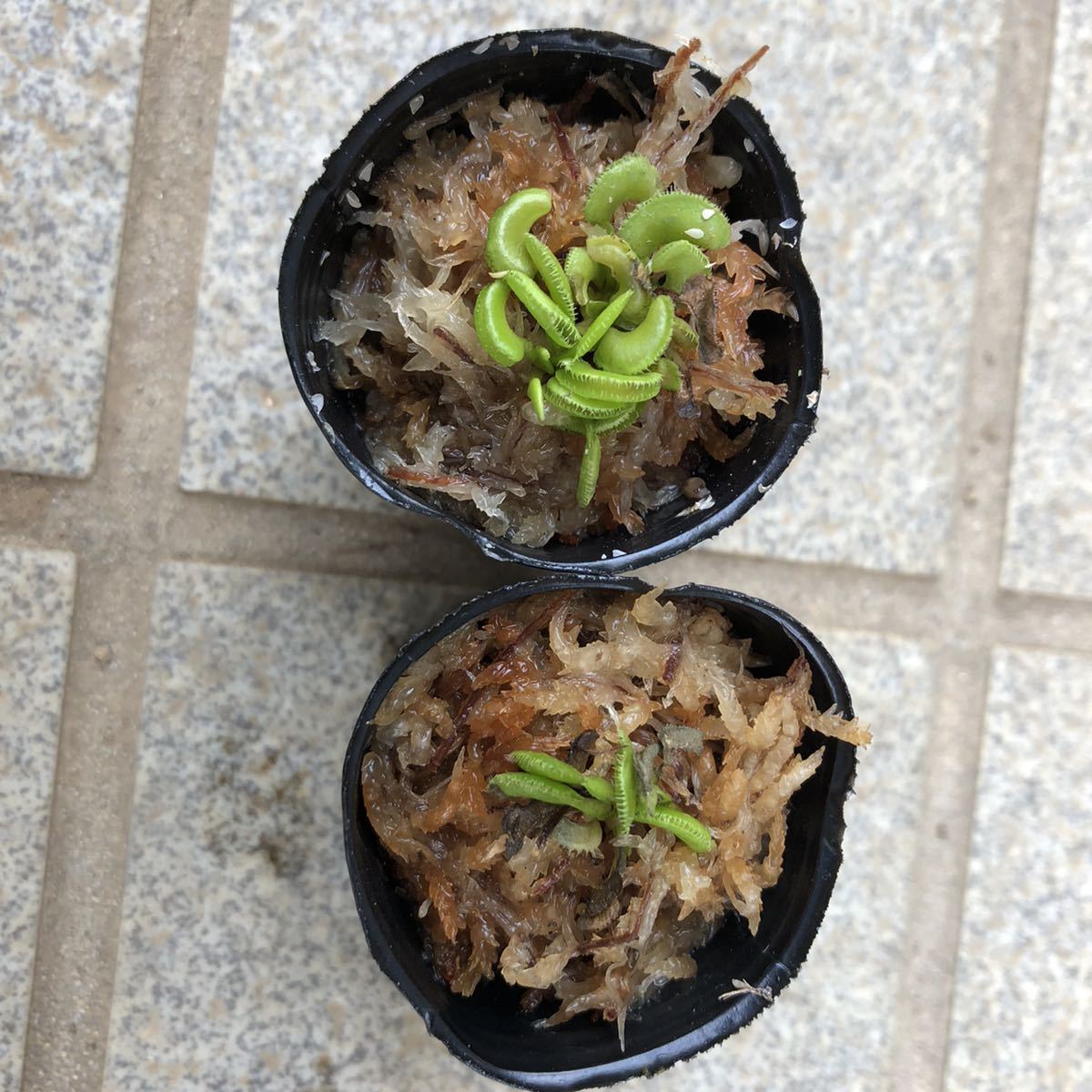 ハエトリソウ Kim Jong-un キム・ジョンウン /// Dionaea 食虫植物