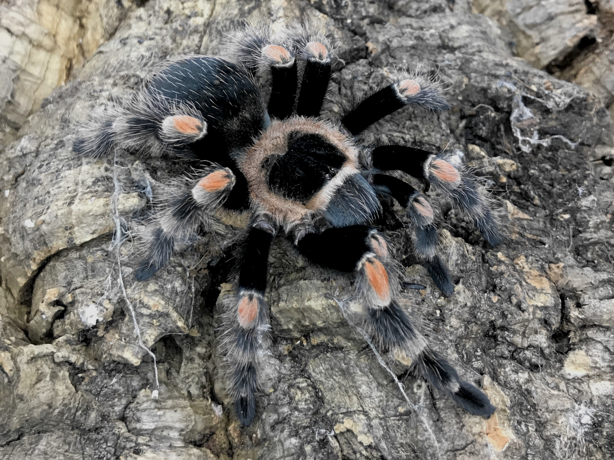 タランチュラ Brachypelma Hamorii 旧 Smithi メキシカンレッドニー 確定 体長約4cm の落札情報詳細 ヤフオク落札価格情報 オークフリー スマートフォン版 タランチュラ Brachypelma Hamorii 旧 Smithi メキシカンレッドニー 確定 体長約4cm の落札情報詳細 ヤフオク落札価格情報 オークフリー スマートフォン版