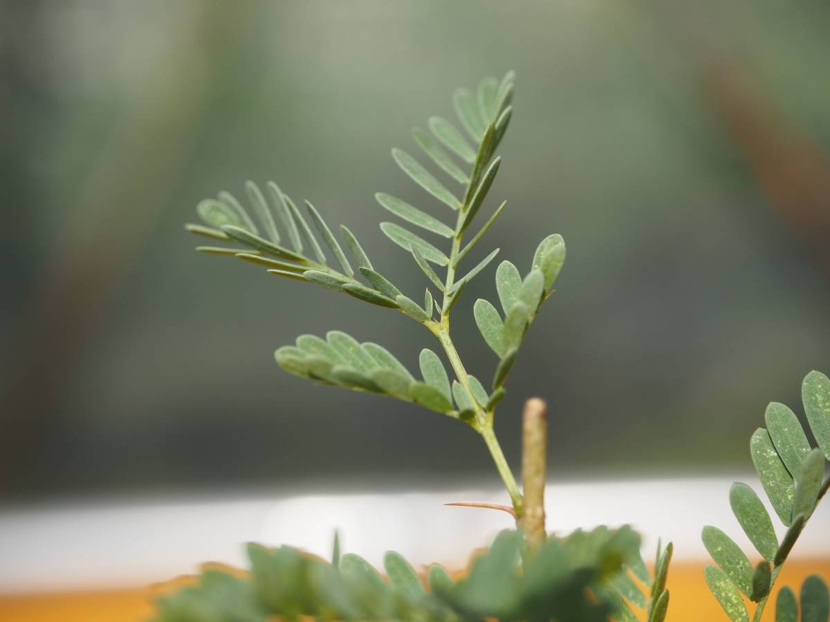 新品 Gg 19年実生 Acacia Tortilis 1株 アカシア トルティリス アフリカ サバンナの景色を ビザールな盆栽の素材として 検 バオバブ の落札情報詳細 ヤフオク落札価格情報 オークフリー スマートフォン版