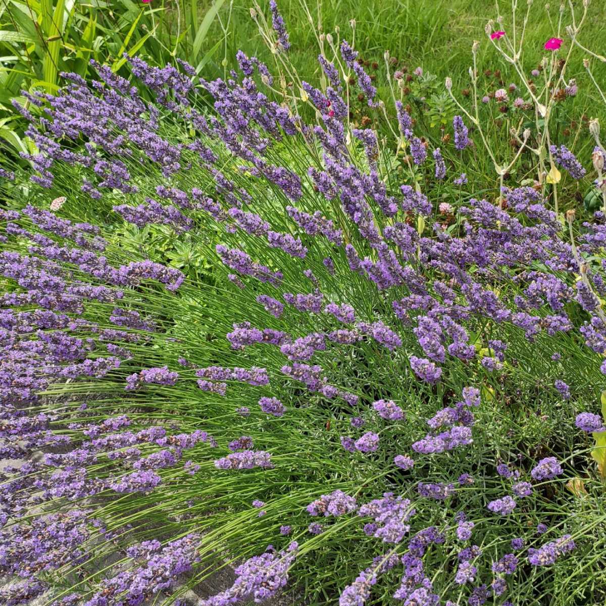 新品 画像データ 即決1円 ラベンダーの画像 の落札情報詳細 ヤフオク落札価格情報 オークフリー スマートフォン版