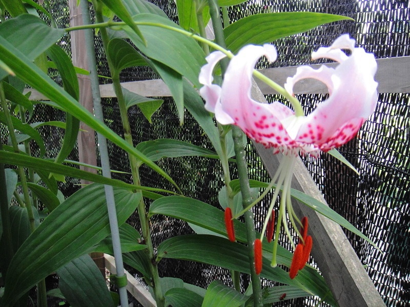 山野草～稀少！青軸白花タキユリ5球 2025年7月開花中 青軸無点オニユリ 鉢植え 山野草