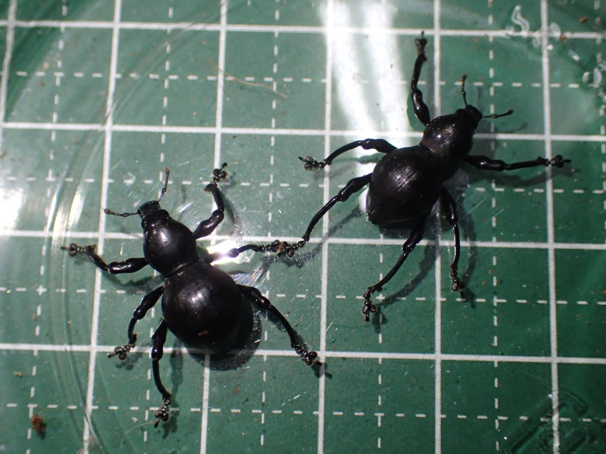 最高硬度 クロカタゾウムシ １pr の落札情報詳細 ヤフオク落札価格情報 オークフリー スマートフォン版