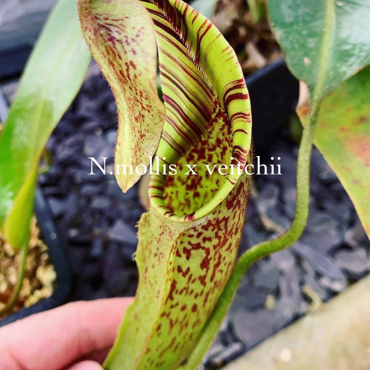食虫植物N.mollis BE (ネペンテス　モーリス) Nepenthes mollis (N. hurrelliana) [ ネペンテス・モリス