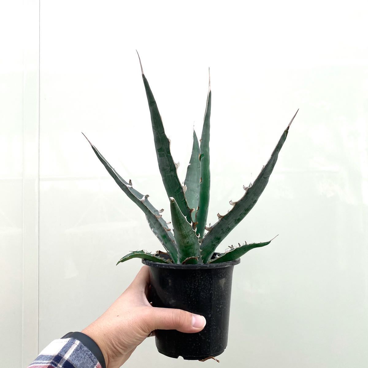 1円スタート】Agave xylonacantha 'Blue' / アガベ キシロナカンサ