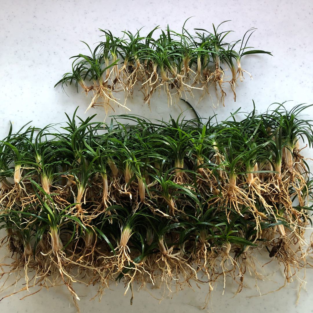 リュウノヒゲ 竜のひげ 玉竜 植物 グランドカバーに 160株以上 の落札情報詳細 ヤフオク落札価格情報 オークフリー スマートフォン版