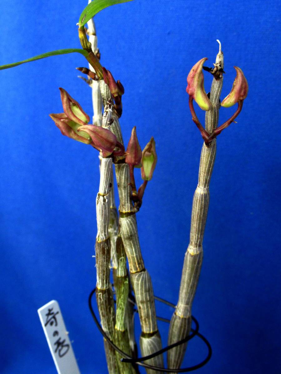 rj 富貴蘭 長生蘭 セッコク 奇の壱の花芽付き 昨秋入荷品 Gwですので発送はクロネコヤマトで の落札情報詳細 ヤフオク落札価格情報 オークフリー スマートフォン版 rj 富貴蘭 長生蘭 セッコク 奇の壱の花芽付き 昨秋入荷品 Gwですので発送はクロネコヤマトで の落札情報詳細 ヤフオク落札価格情報 オークフリー スマートフォン版
