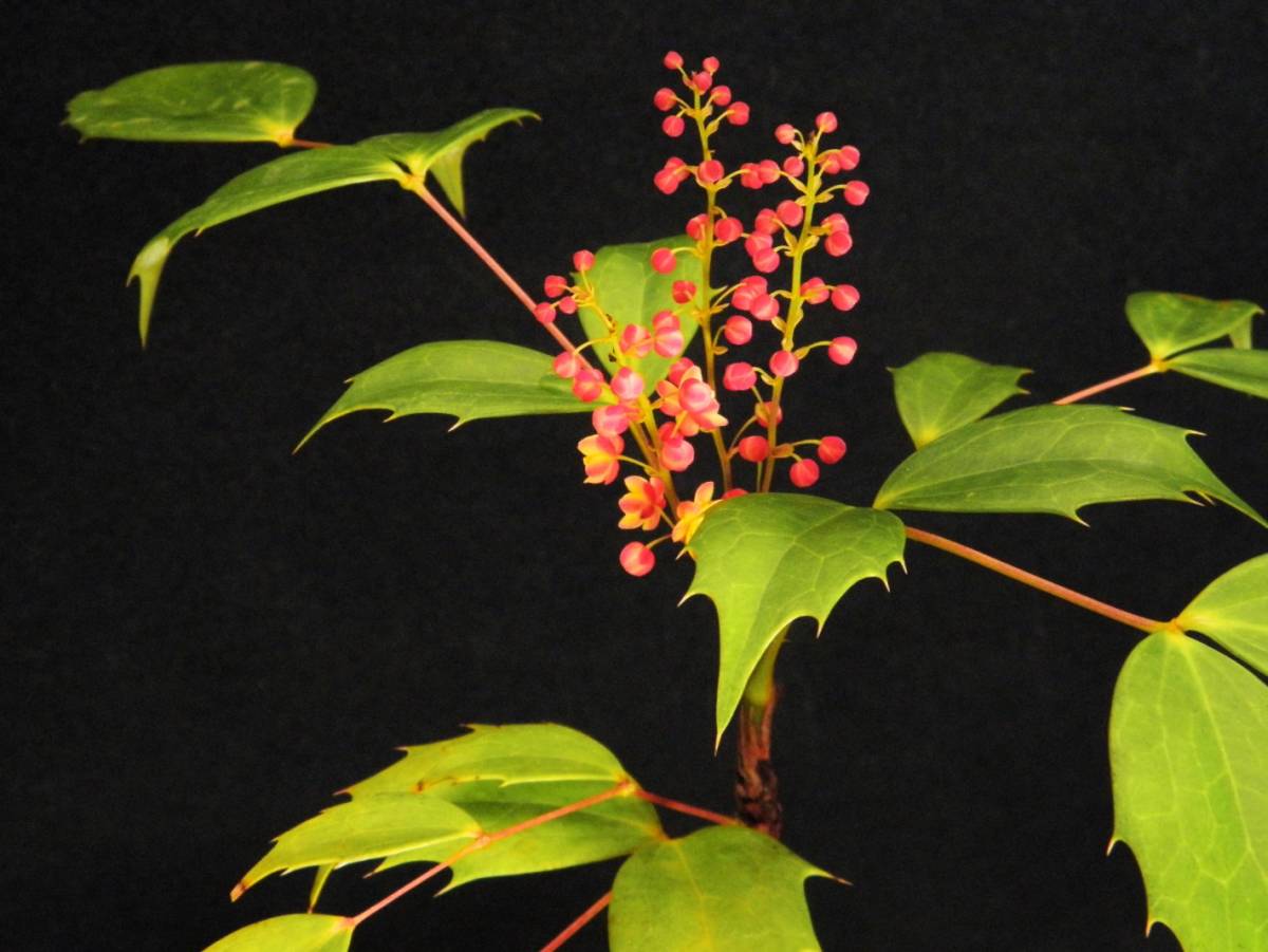 新品 赤花 柊南天 実生 裏白葉選別 B 珍品 花木 山野草 斑入ではない 送料無料 第４種郵便利用にてお送りいたします の落札情報詳細 ヤフオク落札価格情報 オークフリー スマートフォン版