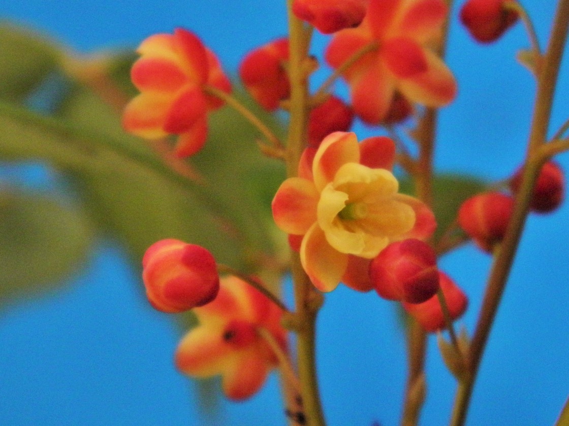 新品 赤花 柊南天 実生 裏白葉選別 B 珍品 花木 山野草 斑入ではない 送料無料 第４種郵便利用にてお送りいたします の落札情報詳細 ヤフオク落札価格情報 オークフリー スマートフォン版