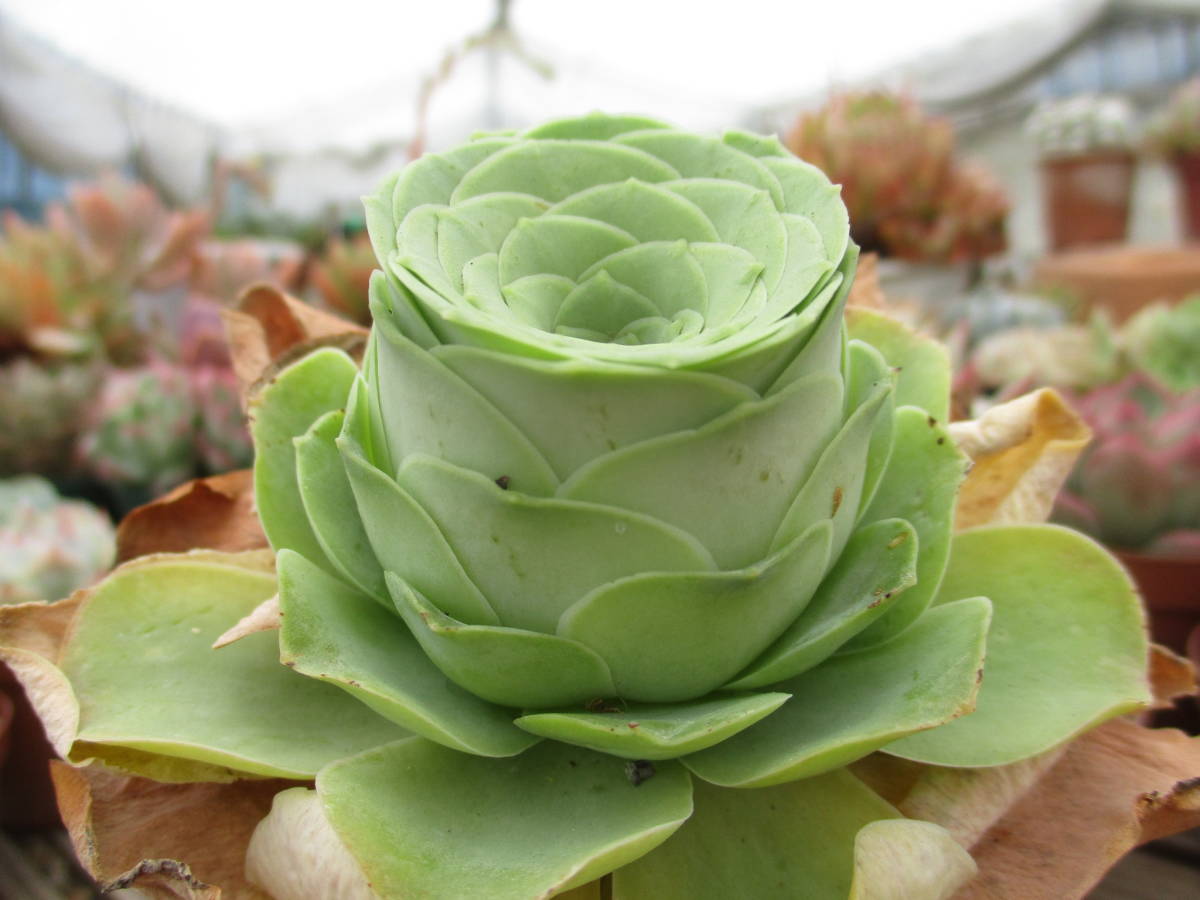 札落ち 名前不明 グリーノビア 多肉植物 の落札情報詳細 ヤフオク落札価格情報 オークフリー スマートフォン版