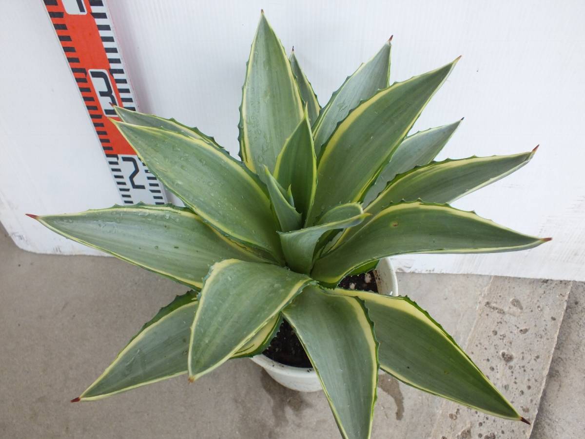 アガベ斑入り/リュウゼツラン・クリーミー6号