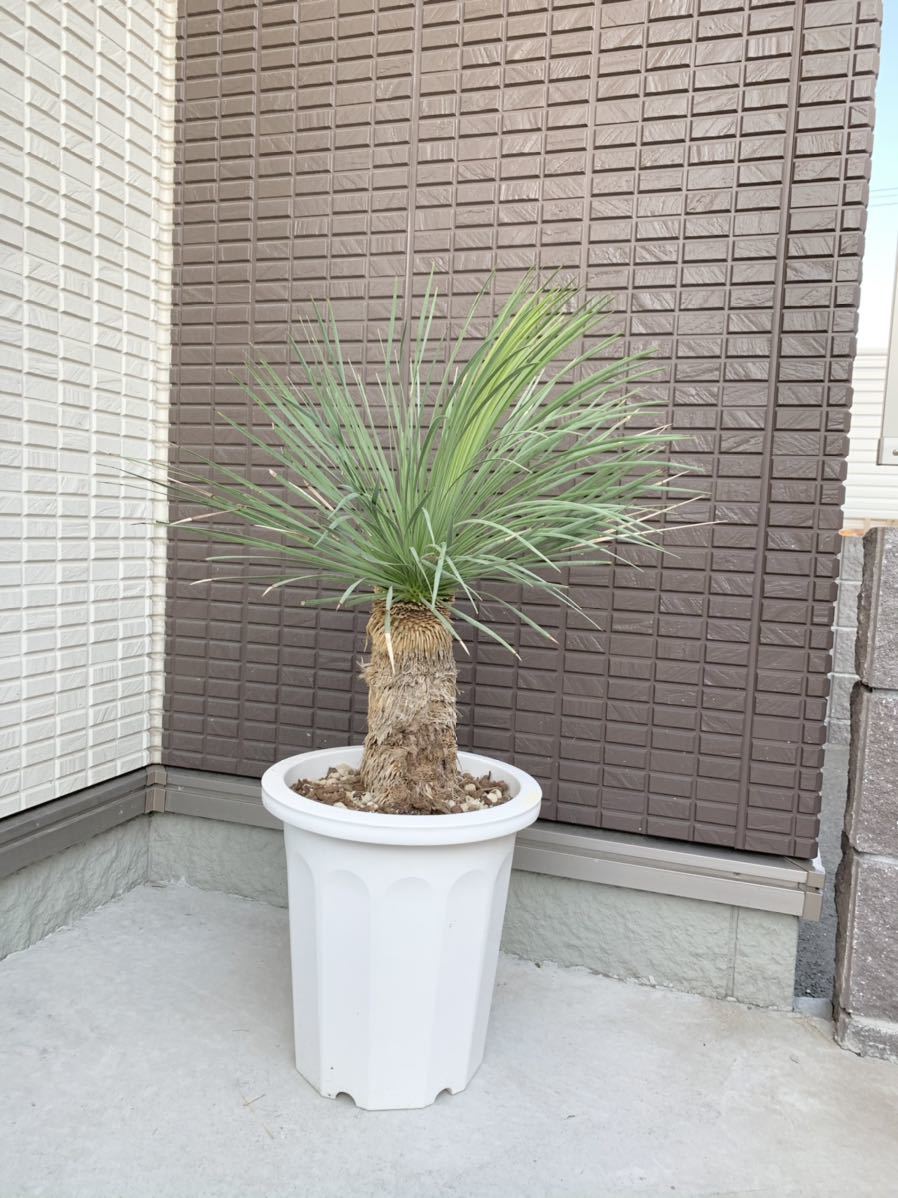 希少！ユッカ リネアリフォリア （Yucca linearifolia）リネアリス
