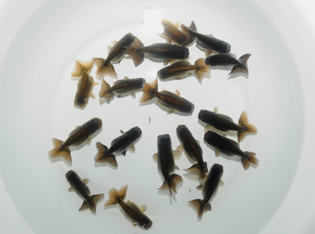 新品 多古金魚 協会系黒らんちゅう 6匹セット 動画あり 17a の落札情報詳細 ヤフオク落札価格情報 オークフリー スマートフォン版