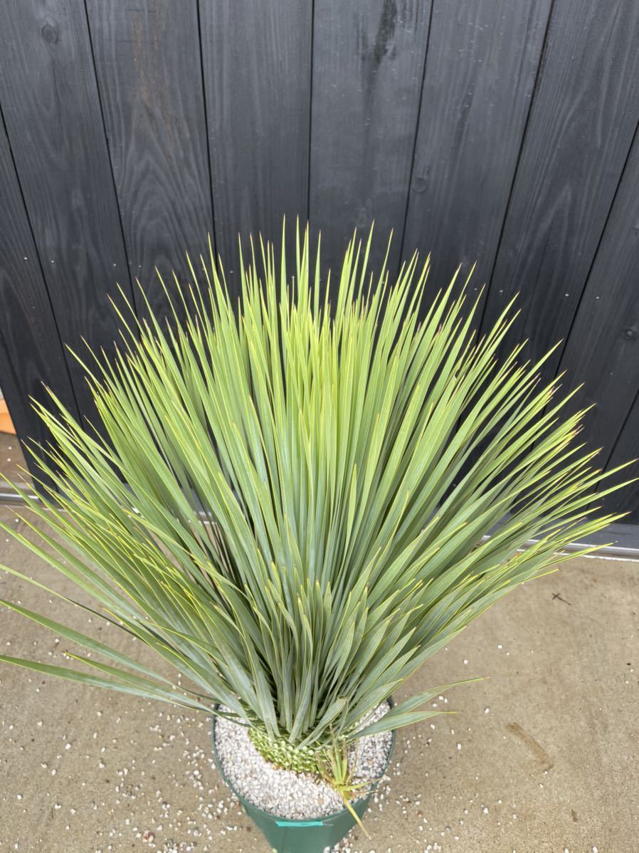 yucca rostrata ユッカ ロストラータ フレッシュインポート株 子株付き