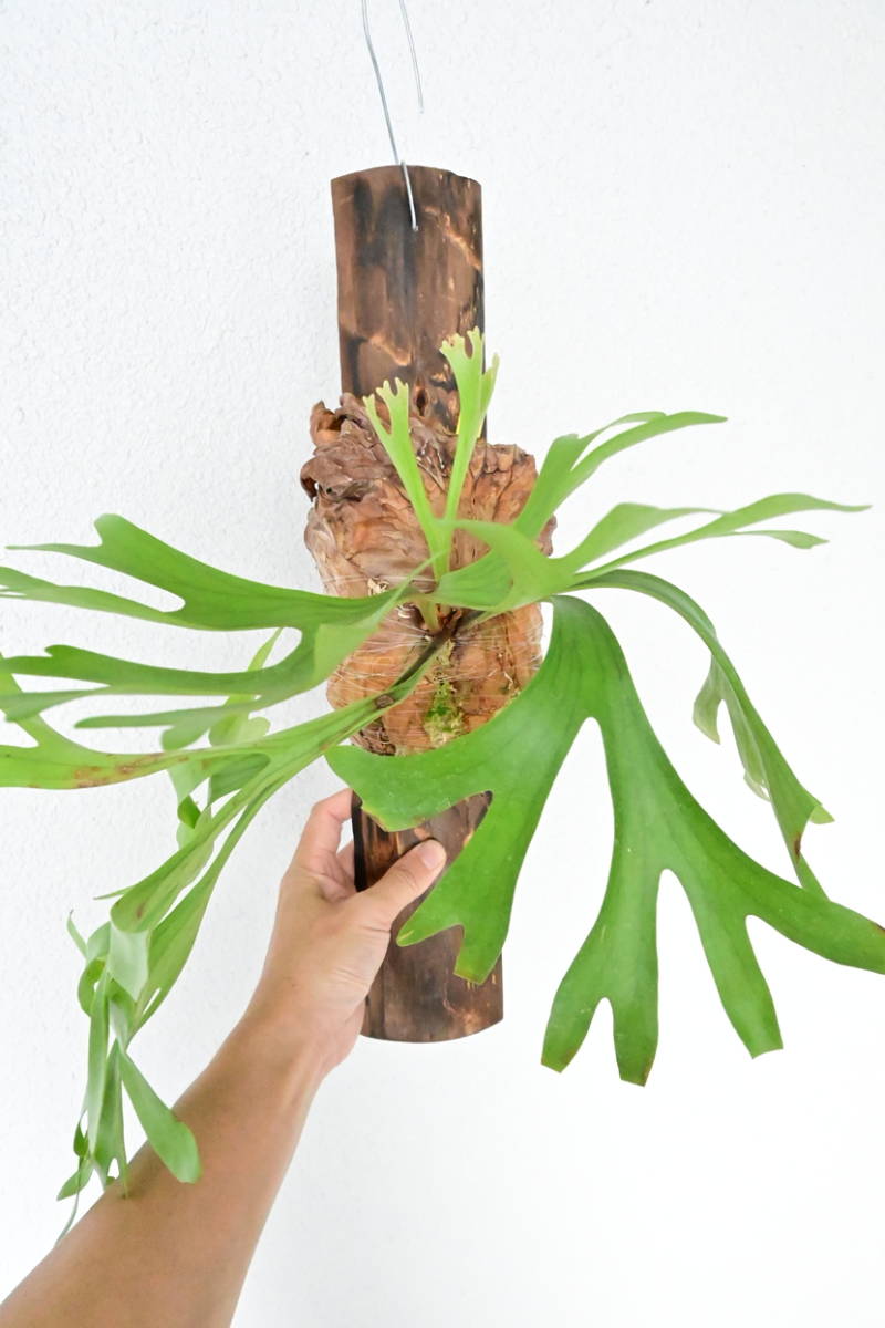 P. x kitshakoodiense Ploy-Ratana 大株 @bikamori.com ビカクシダ キ