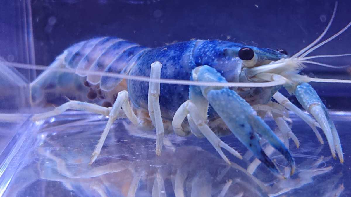 Dor S ザリガニ メアゴースト 抱卵 単体 の落札情報詳細 ヤフオク落札価格情報 オークフリー スマートフォン版