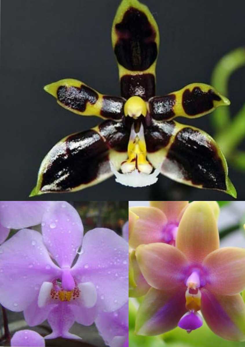 謹賀新年 セール 原種より原種らしい 青銀葉 台湾直輸入 洋蘭 胡蝶蘭 原種 系交配種 Phal Schillenang X Mannii Var Black の落札情報詳細 ヤフオク落札価格情報 オークフリー スマートフォン版