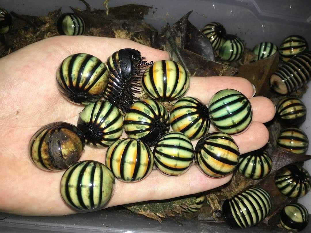 新品 マレーシア産 美しいタマヤスデ 全長約３０mm 一匹の価格です ダンゴムシ ワラジムシ の落札情報詳細 ヤフオク落札価格情報 オークフリー スマートフォン版