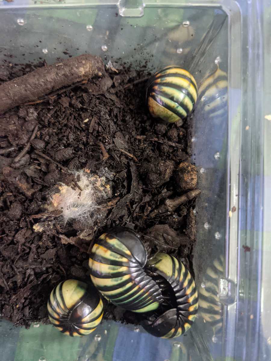 新品 マレーシア産 美しいタマヤスデ 全長約３０mm 一匹の価格です ダンゴムシ ワラジムシ の落札情報詳細 ヤフオク落札価格情報 オークフリー スマートフォン版