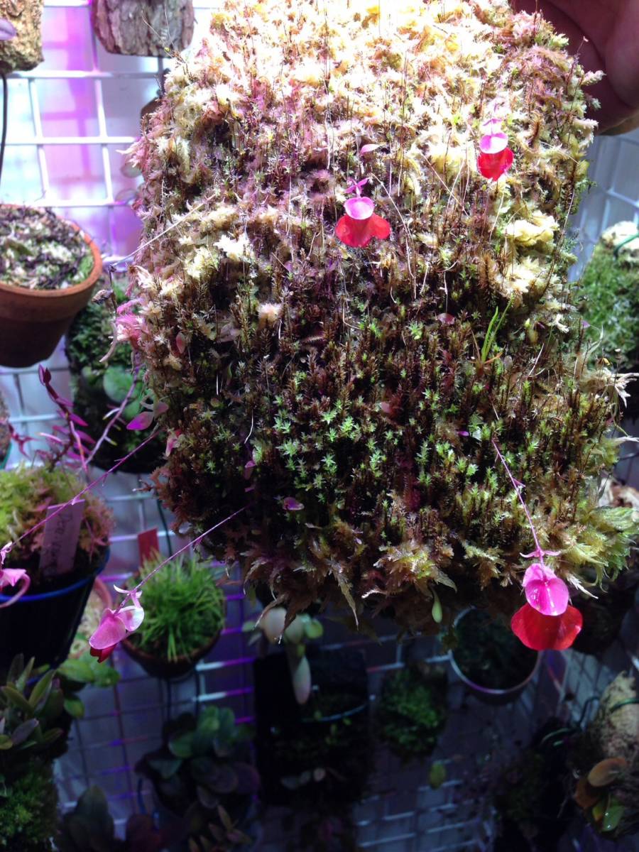 南米・ギアナ高地・Utricularia campbelliana (Wei Tepui)・食虫