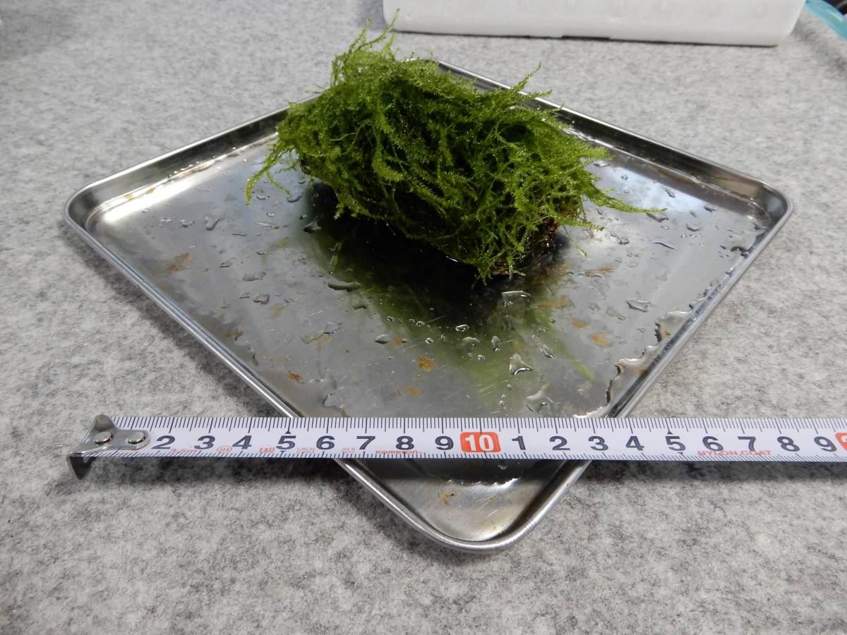 水草活着流木 ウィローモス ウィーピングモス ｍｉｘ 自家栽培 03 の落札情報詳細 ヤフオク落札価格情報 オークフリー スマートフォン版