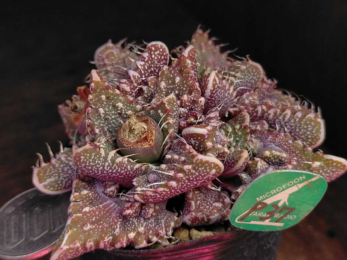 多肉植物 フォーカリア属 竜神の舞×赤怒涛(実生苗です) 【公式通販】