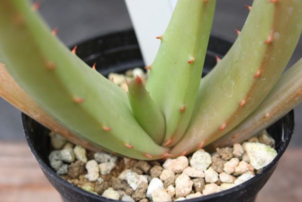 新品 25 アロエ コモサ Aloe Comosa の落札情報詳細 ヤフオク落札価格情報 オークフリー スマートフォン版