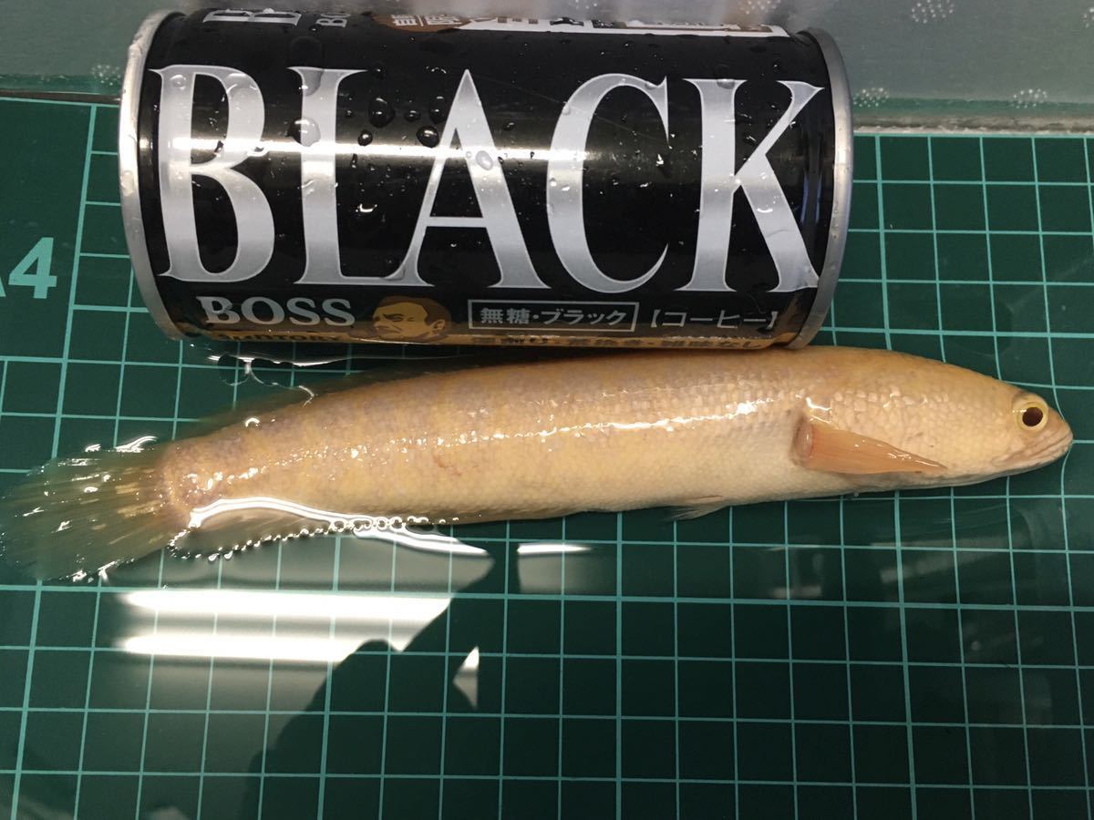 新品】アルビノカムルチー(約19センチ)(雷魚、ライギョ、スネーク